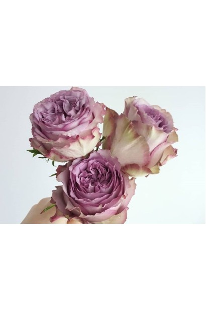 Троянда ’Дольчетто’ з великими малиново-рожевими квітами